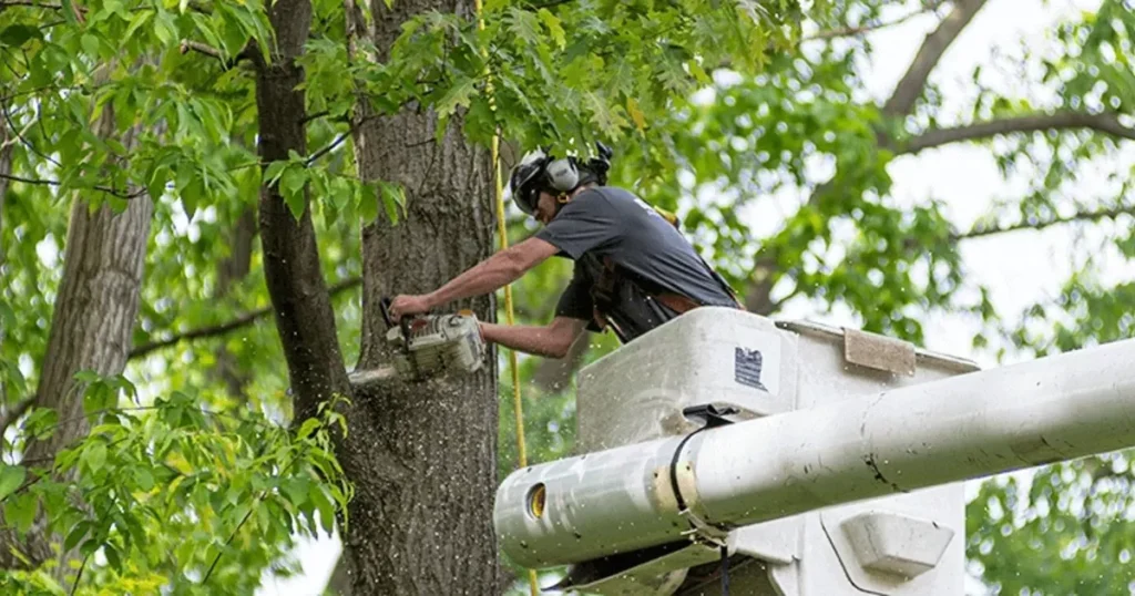 lodi tree service