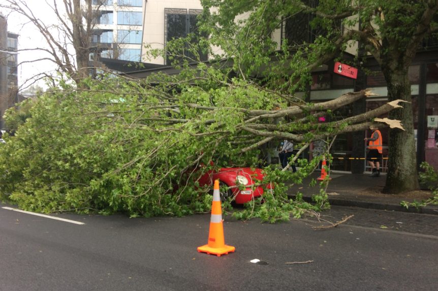 lodi ca emergency tree services