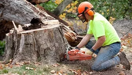 stump grinding and removal in lodi ca