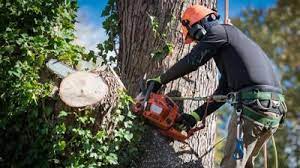 tree services lodi ca