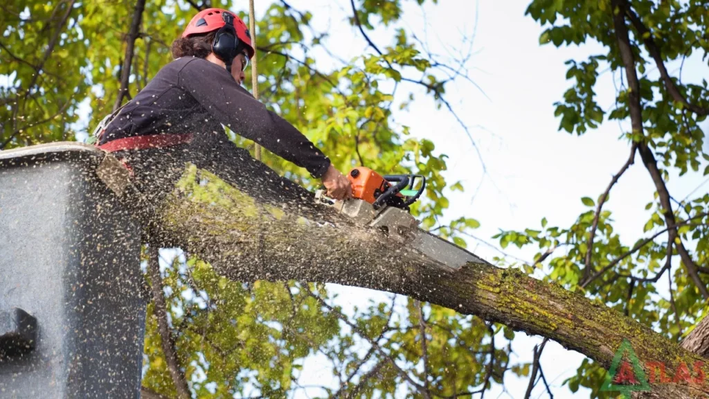 tree service lodi ca