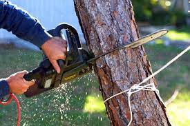 lodi tree removal service