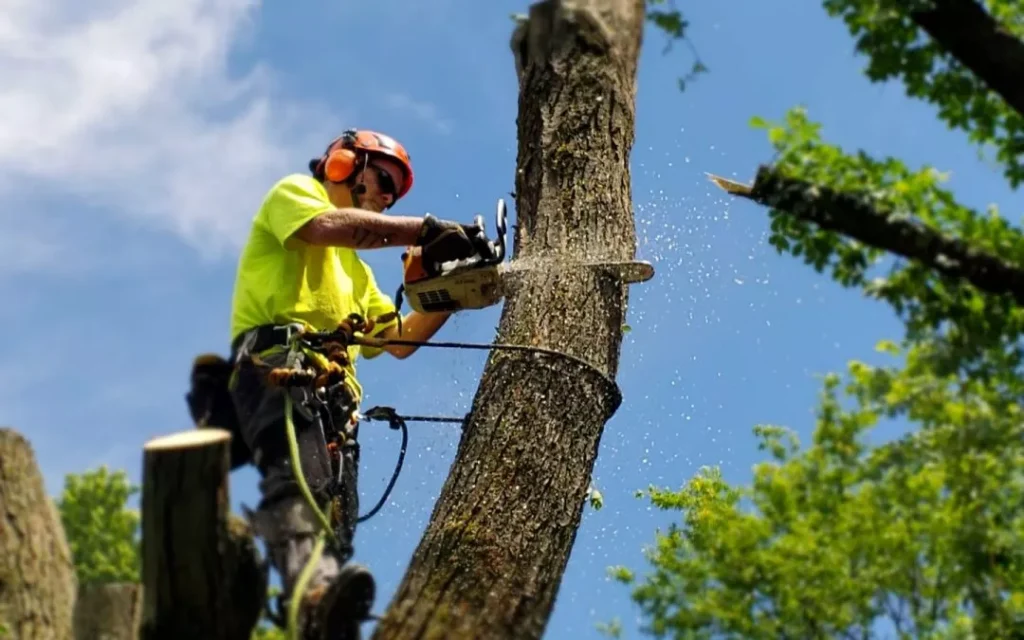 tree removal service lodi ca