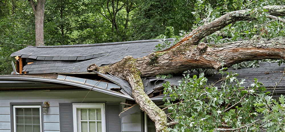 tree service lodi ca