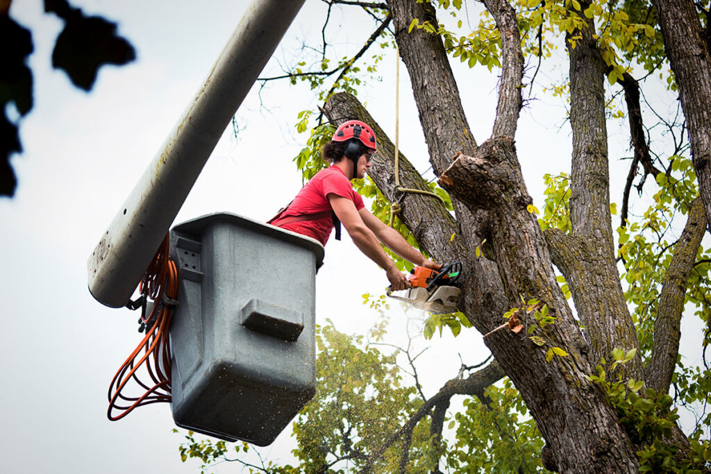 best tree service in lodi ca