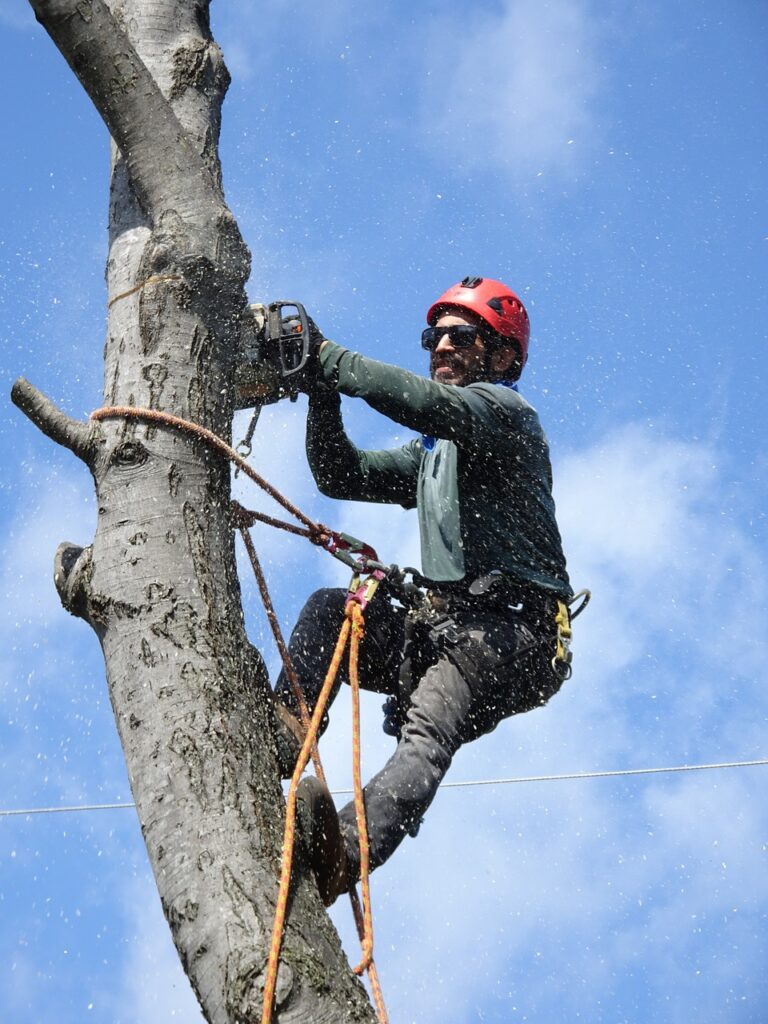 tree service company lodi ca