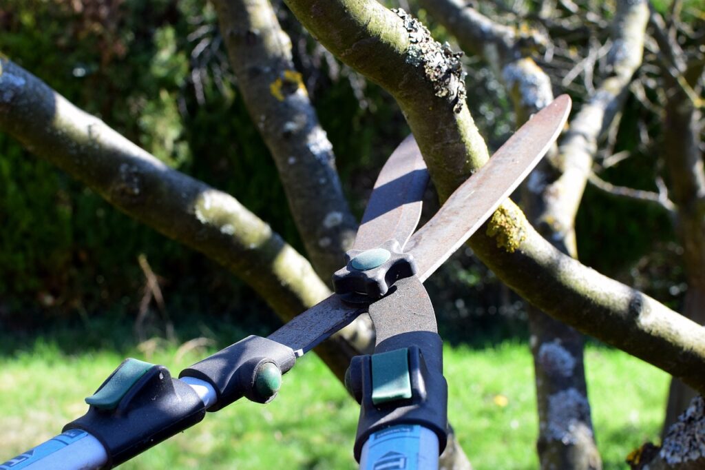 tree trimming service lodi ca