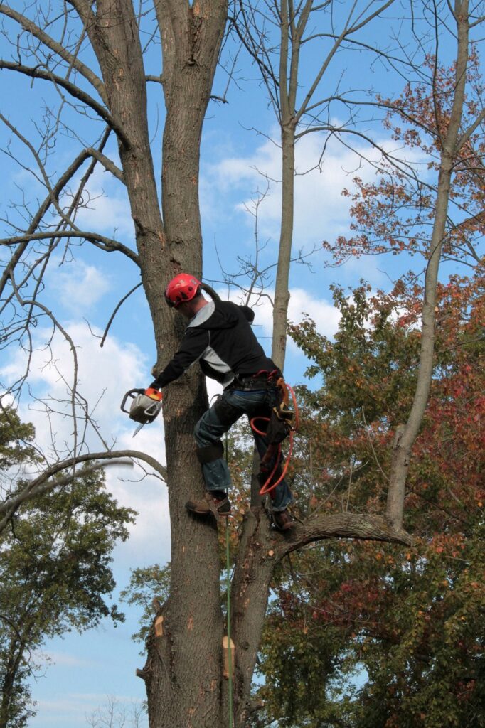 tree services in lodi ca