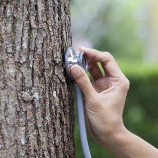 tree health assessments in lodi ca