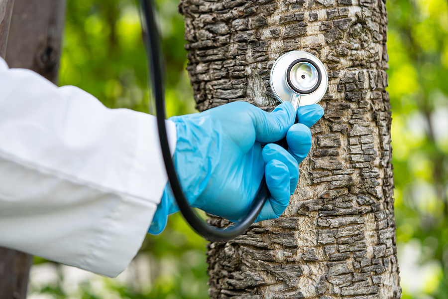 tree doctor services lodi ca