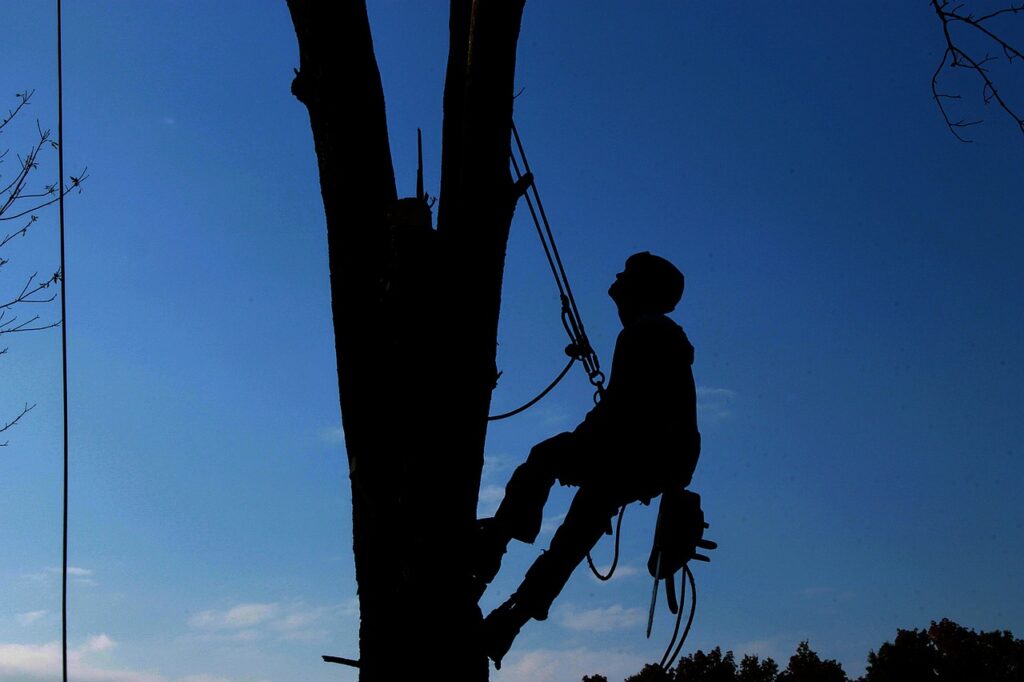 tree cabling & bracing service lodi ca