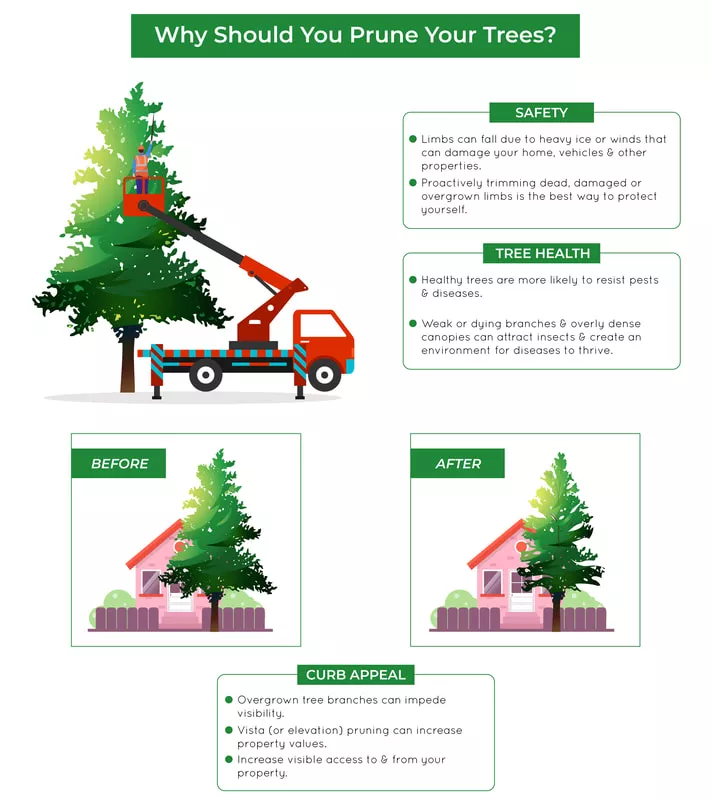 tree pruning service lodi ca